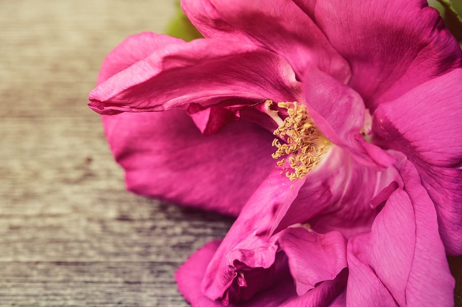 rose, petals, pink, background, backdrop, wooden, plank, floral HD wallpaper