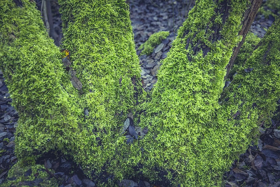 nature, grass, plant, blur, close-up, environment, focus, leaves HD wallpaper