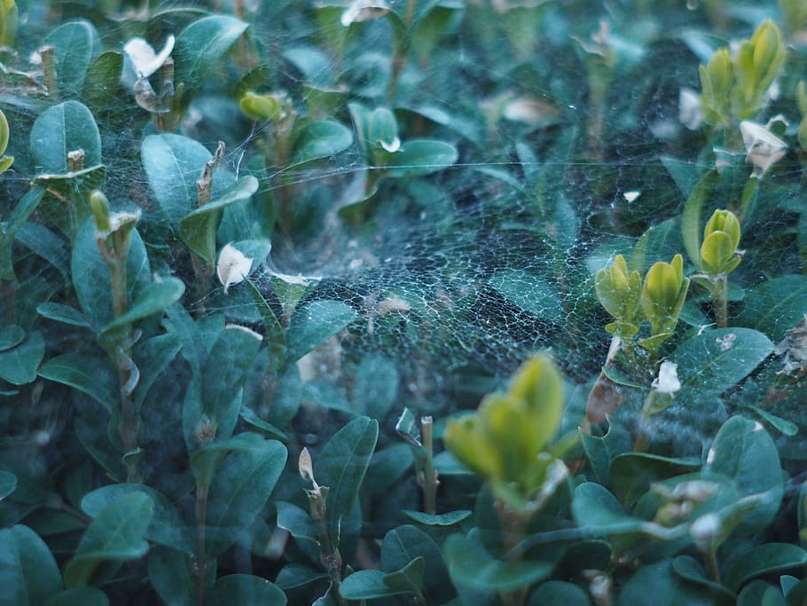 cobweb, evening sun, hedge, gloomy, gray, mystical, scrub, nature HD wallpaper