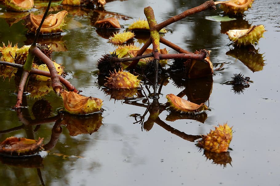 chestnuts, puddle, autumn, horse-chestnut, water, lake, nature HD wallpaper