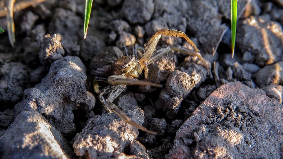 Spider, Macro, Arthropod, Insect, Animal, garden, nature, karolópók HD wallpaper
