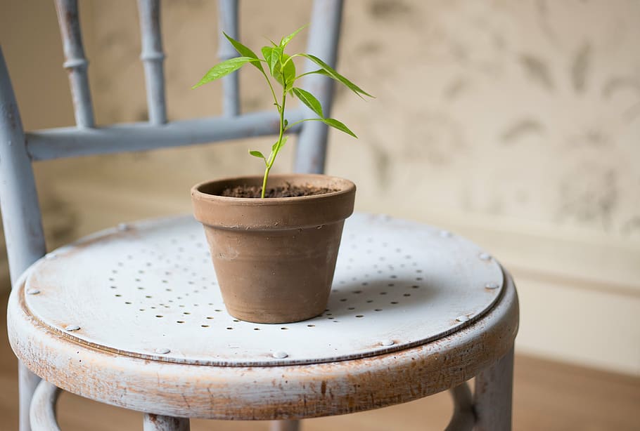 brown garden pot on white chair, fresh, plant, leaf, young HD wallpaper