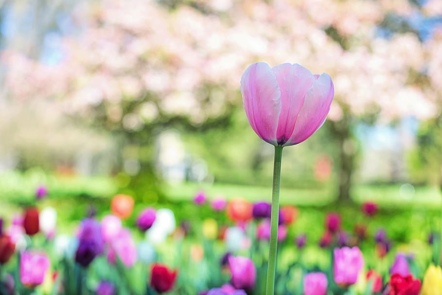 shallow focus photography of purple flower, tulips, pink, spring HD wallpaper