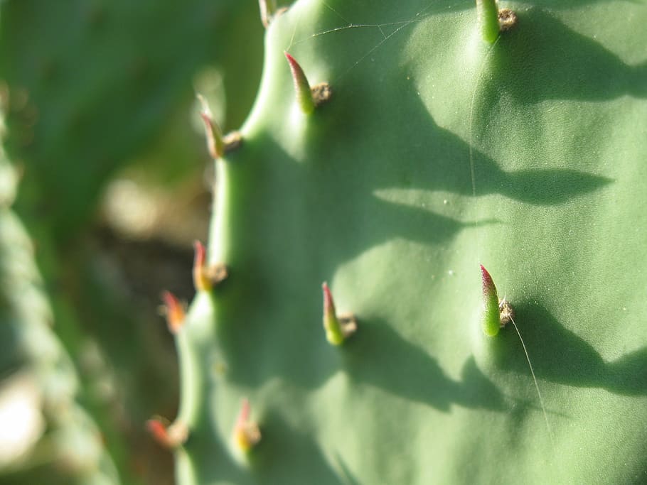 Cactus, Green, Desert, green color, nature, growth, day, no people HD wallpaper
