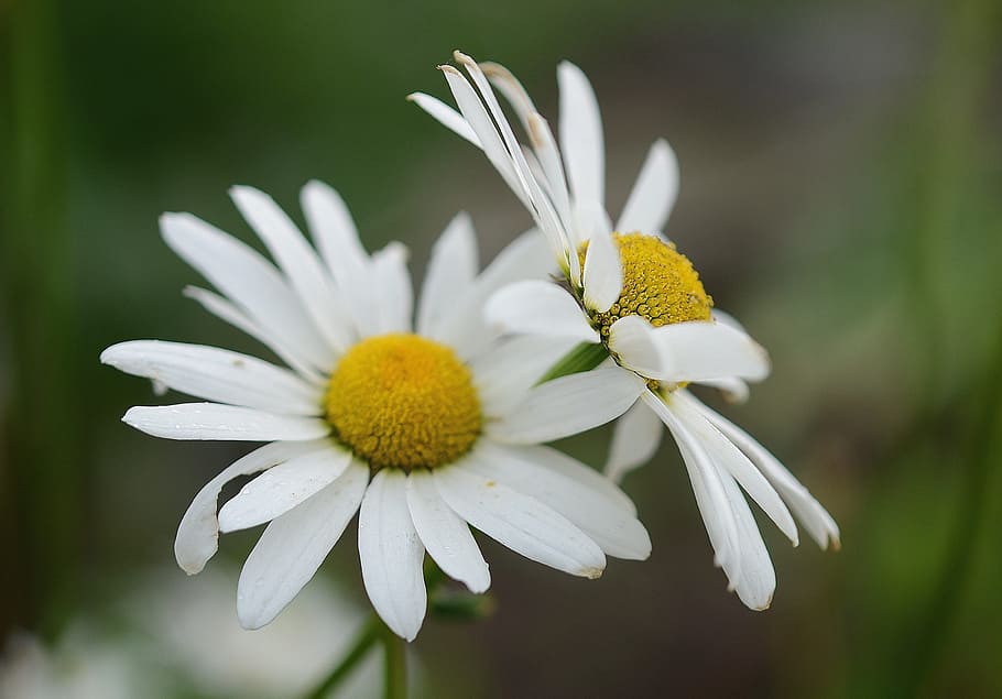 Daisy, Leaf, Nature, Garden, Macro, detail, plants, beautiful HD wallpaper