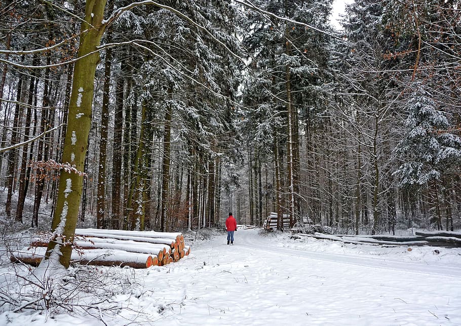 forest, winter, wintry, walk, trees, winter way, snow, nature HD wallpaper