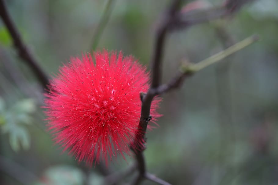 flower, red, spring, plant, nature, grow, outdoor, life, color HD wallpaper