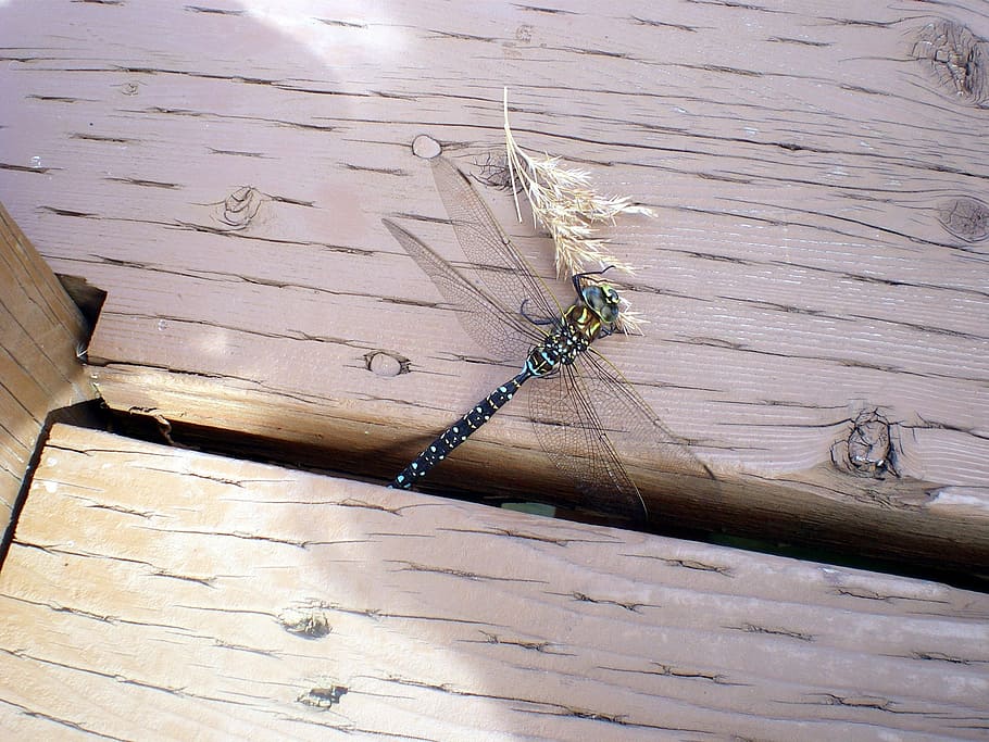 dragonfly, insect, blue, green, eating, bug, wood - material HD wallpaper