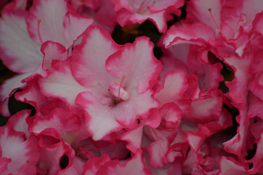 Azalea, Spring, Pink, Flowers, Bloom, close, macro, pink color HD wallpaper