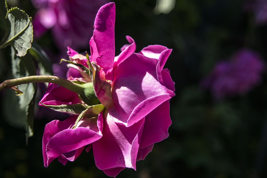 flowers, nature, rose, flowering plant, petal, fragility, vulnerability HD wallpaper