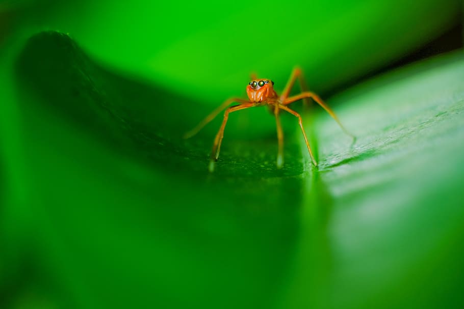 spider, green, macro, nature, color, insect, natural, bug, garden HD wallpaper