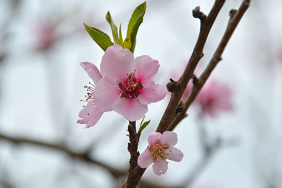 bloom, spring, nature, spring bloom, flowers, pink, garden HD wallpaper