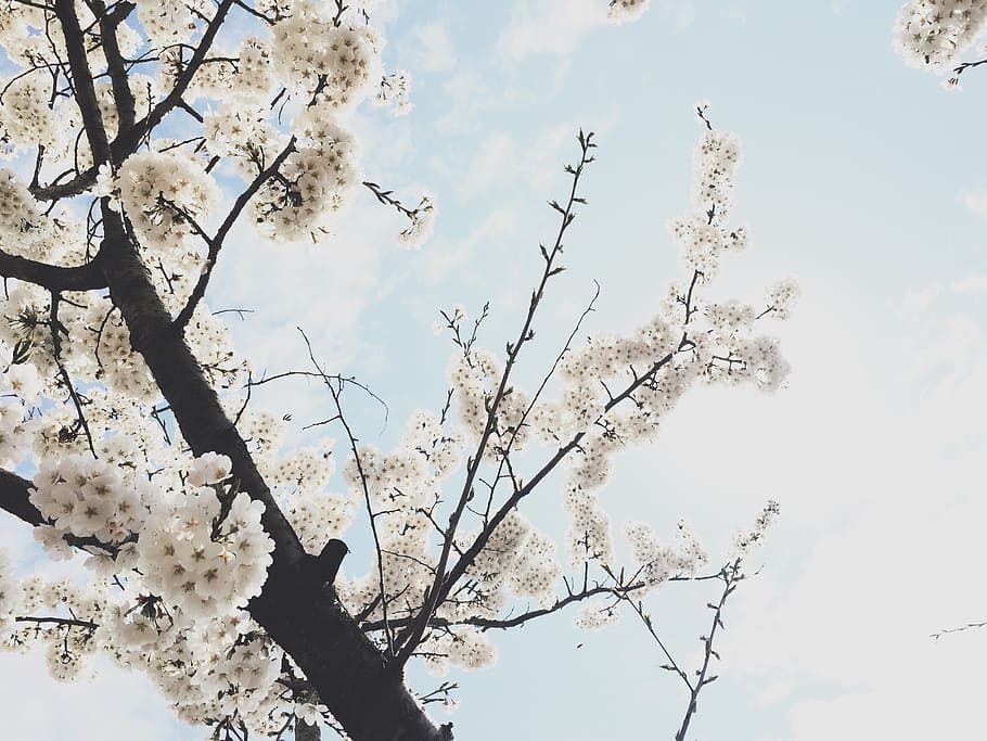 white sakura tree, cherry blossom, spring, flowers, sky, low angle view HD wallpaper