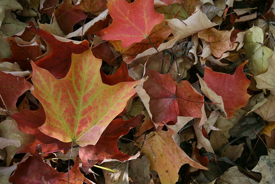 leaves, maple, leaf, maple leaf, autumn, fall, red, canadian HD wallpaper