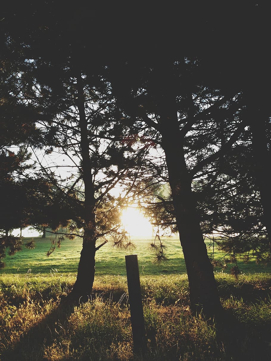 nature, sunlight, sunshine, trees, sunny, natural, outdoor HD wallpaper