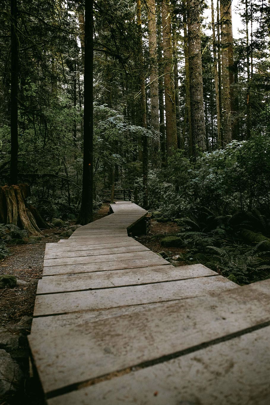 green trees surrounded by gray concrete pathway, empty gray garden pathway HD wallpaper