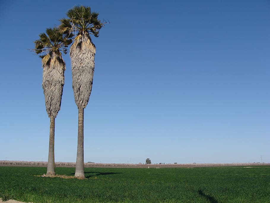 Palm Trees, Trees, Field, Palm, Tree, Landscape, countryside HD wallpaper