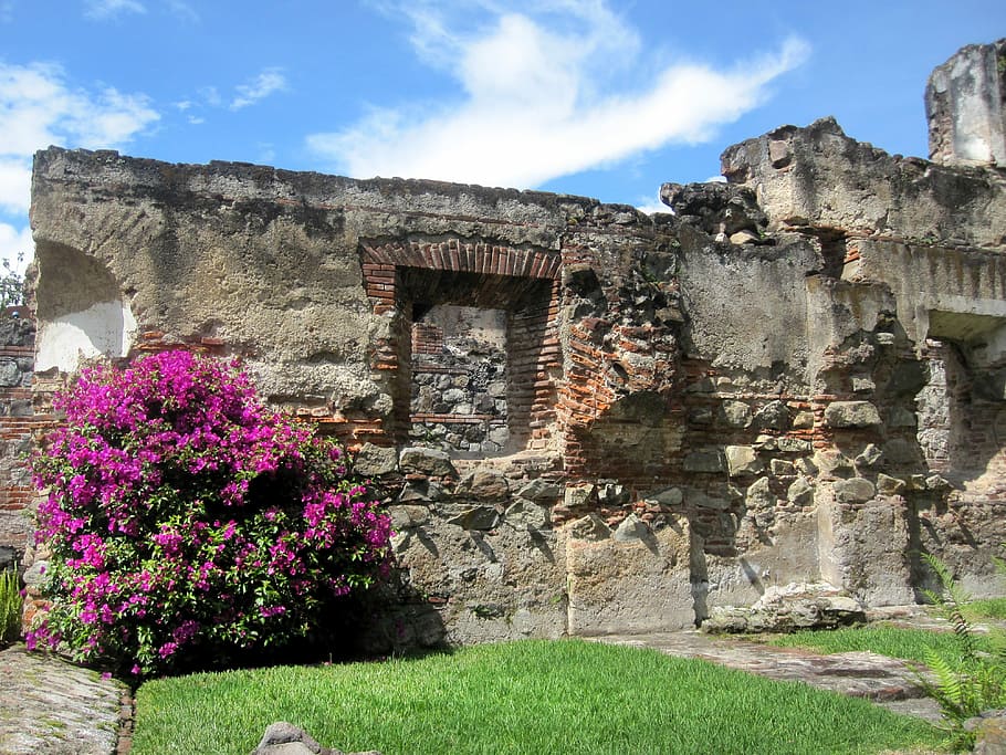 Guatemala, Bougainvillea, Church, Ruins, antigua, architecture
