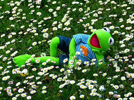 Kermit the frog on garden, meadow, daisy, concerns, relax, rest HD wallpaper