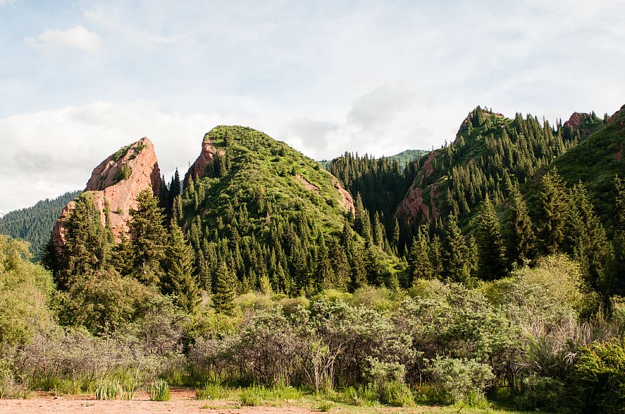 Mountains, Summer, Forest, Efi, sky, blue sky, slopes, greens HD wallpaper