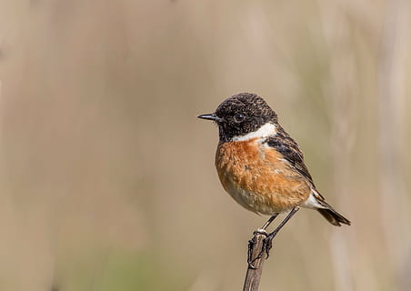 bird on branch, ave, feathers, letdown, stonechat, birds, animals HD wallpaper
