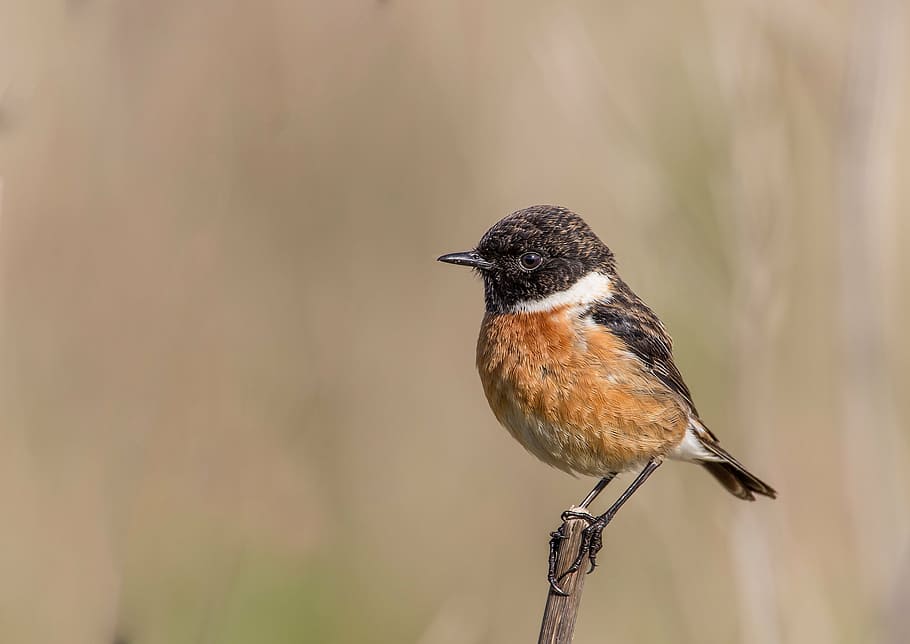 bird on branch, ave, feathers, letdown, stonechat, birds, animals HD wallpaper