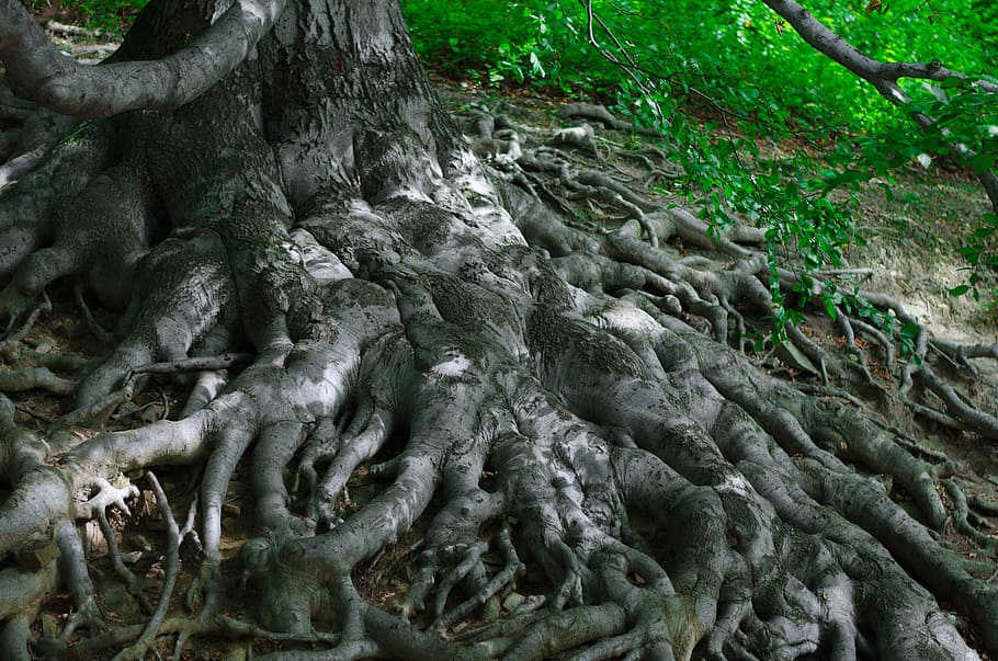 closeup photo of brown tree root, roots, nature, woods, forest HD wallpaper