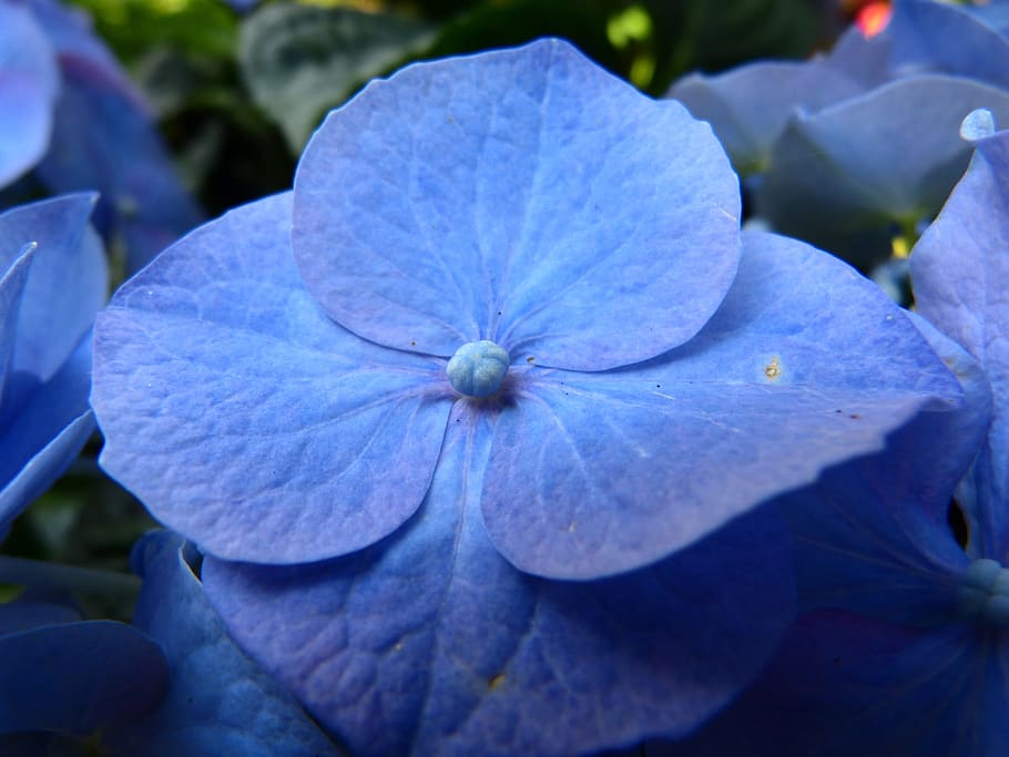 hydrangea, flower, blossom, bloom, blue, greenhouse hydrangea HD wallpaper