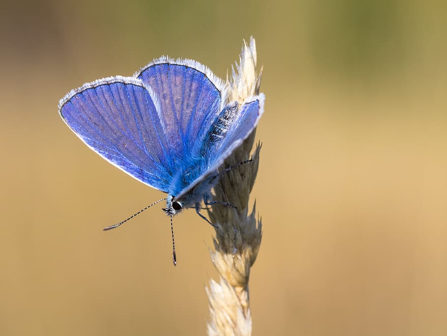 butterfly, insect, macro, close, animal, nature, color, colorful HD wallpaper