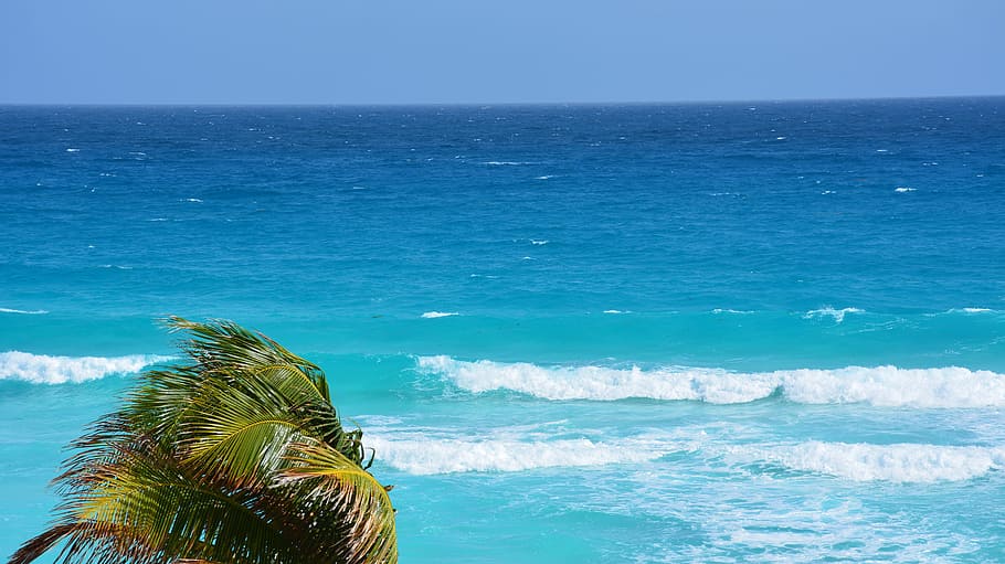 beach, palm tree, ocean, landscape, sea, palmas, nature, blue water HD wallpaper