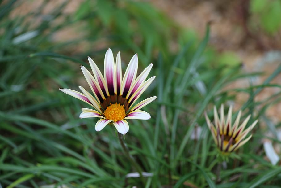 flower, nature, pink, spring, beauty, floral, beautiful, plant HD wallpaper