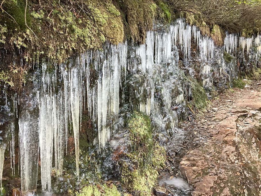 icicles, cold, winter, water, tree, beauty in nature, forest HD wallpaper