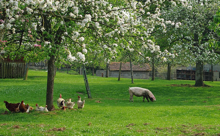 Pig, Hen, Orchard, Spring, Field, Apple, grass, animal themes HD wallpaper