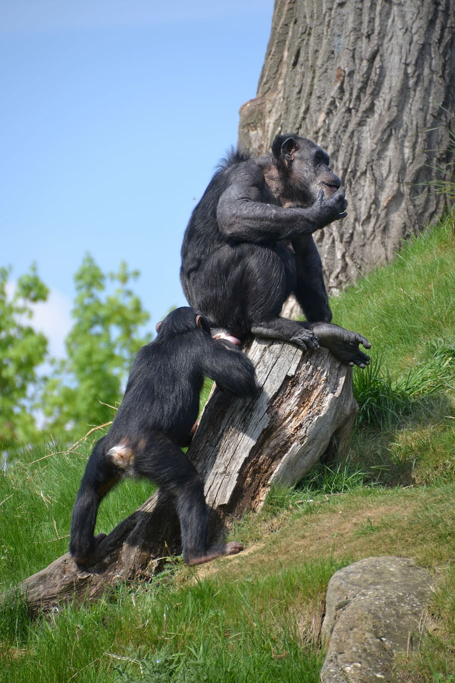 chimpanzee, monkey, apes, zoo, animal, primate, mammal, nature HD wallpaper
