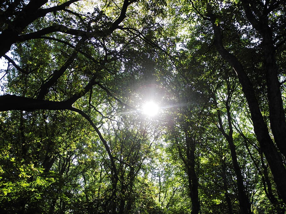 tree, sun, cemetery, green, nature, trees, branch, plant, low angle view HD wallpaper
