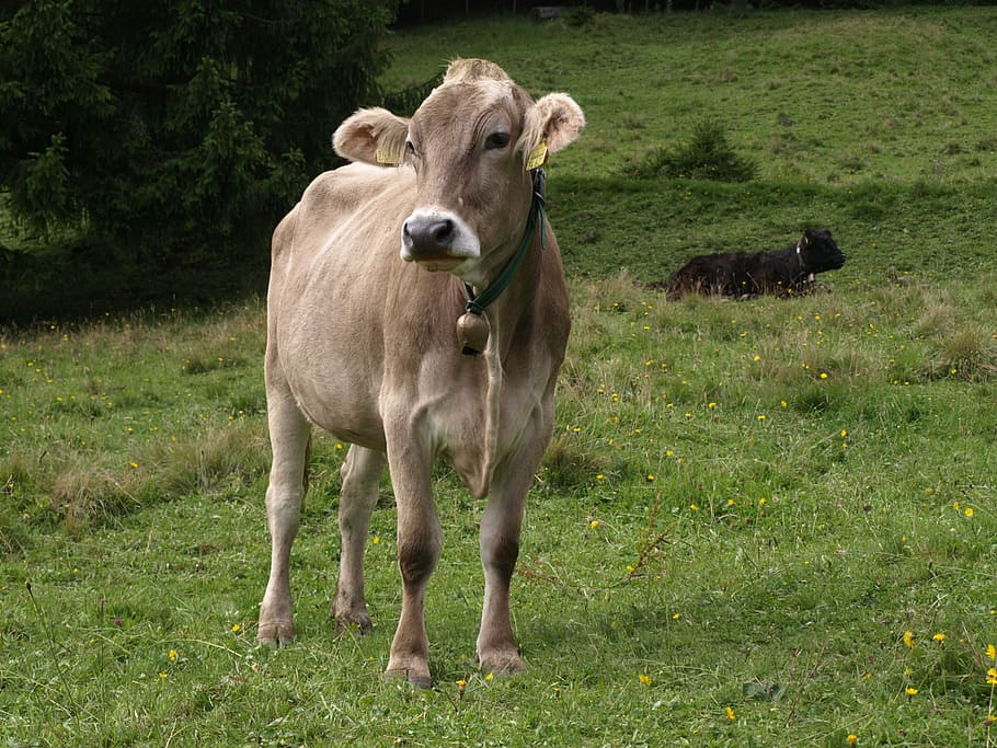 animals, cows, allgäu, mammal, domestic animals, animal themes HD wallpaper