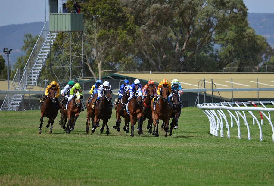 photo of horse racing, horses, jockey, sport, rider, track, thoroughbred, HD wallpaper