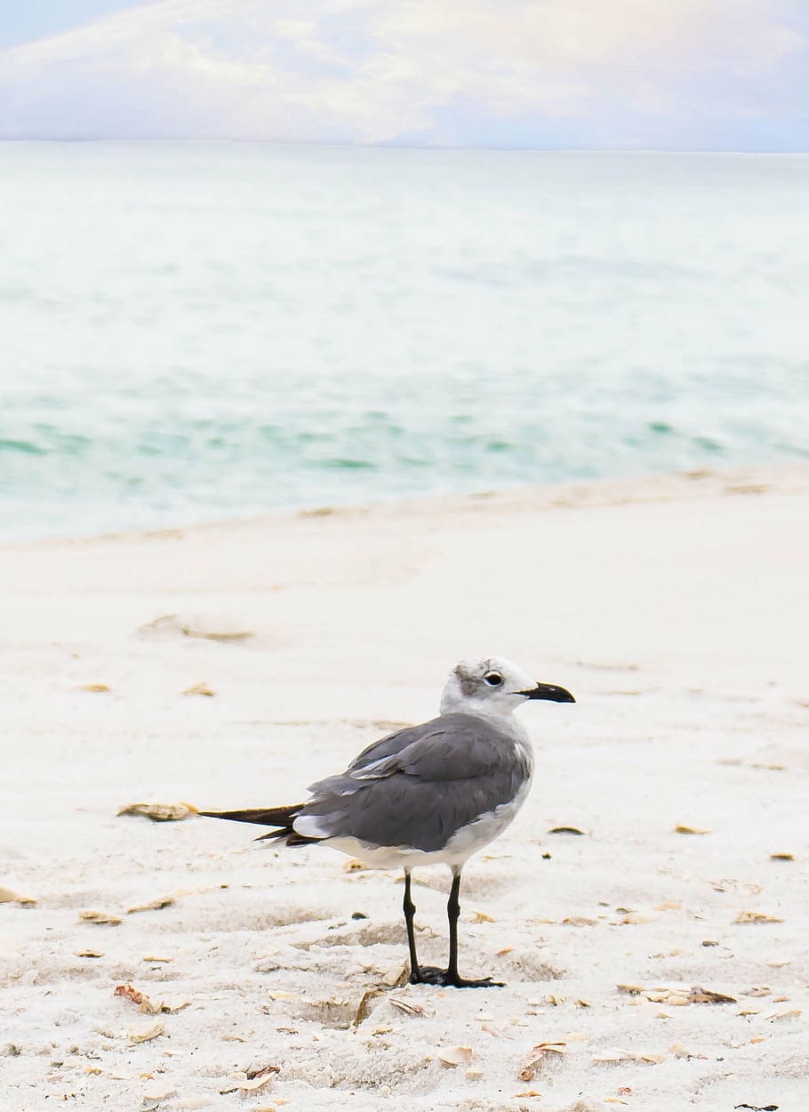 bird, ocean, sand, seagull, seagulls, sitting, standing, water HD wallpaper