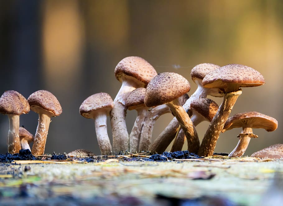 mushroom, rac, cap, toadstool, wood, moss, wild, food, close-up HD wallpaper