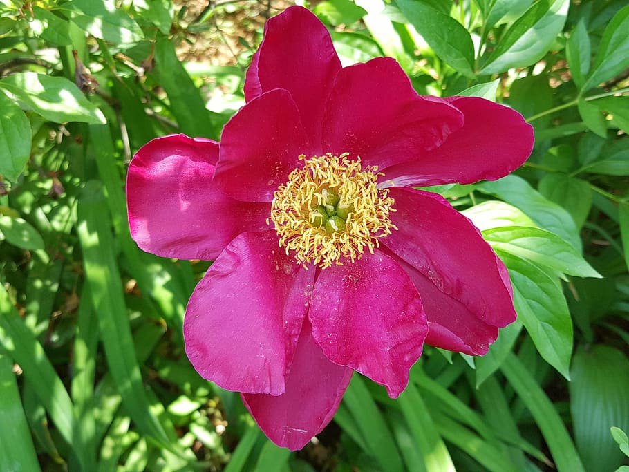 peonies, spring, garden, plant, flowering plant, fragility HD wallpaper