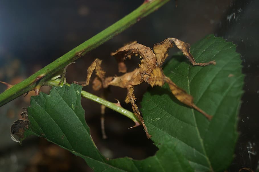 ghost insect, scare, disguised, animal, nature, leaf, animal themes HD wallpaper