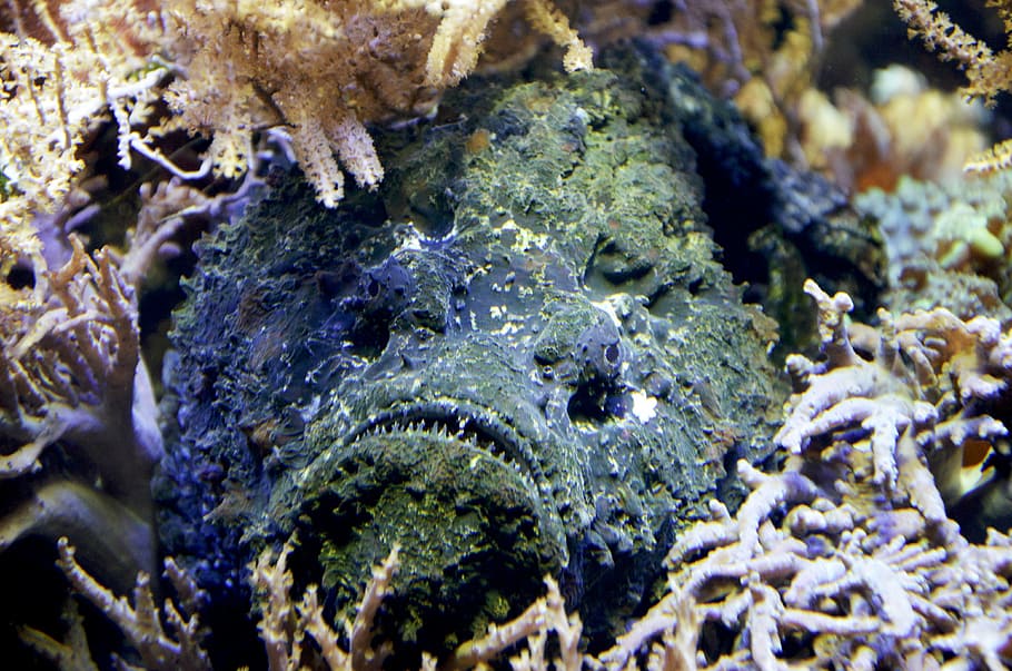 stone fish, old, quaint, creepy, hidden, water, tooth, seaweed