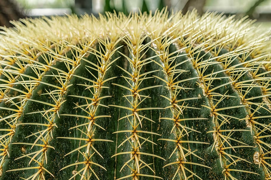 cactus, sting, prickly, plant, close, desert, green, succulent plant HD wallpaper