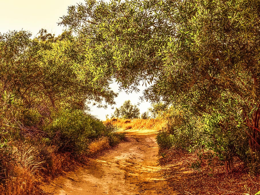 path, trees, nature, spring, scenery, countryside, kapparis HD wallpaper