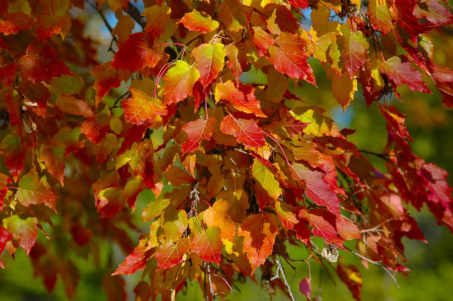 red and yellow leaf in closeup photography, tree, leaves, fall HD wallpaper