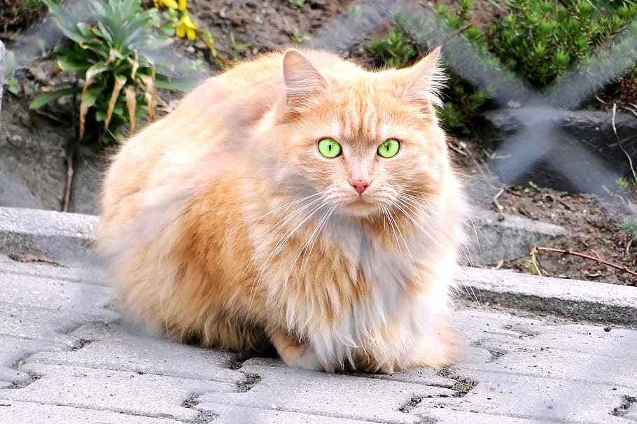 charming, animals, cat, nature, mammals, pets, fur, fluffy HD wallpaper