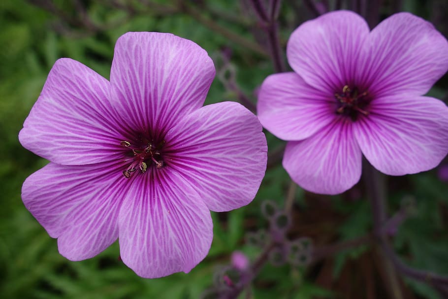 flower, macro, close, purple, spring, blossom, bloom, nature HD wallpaper