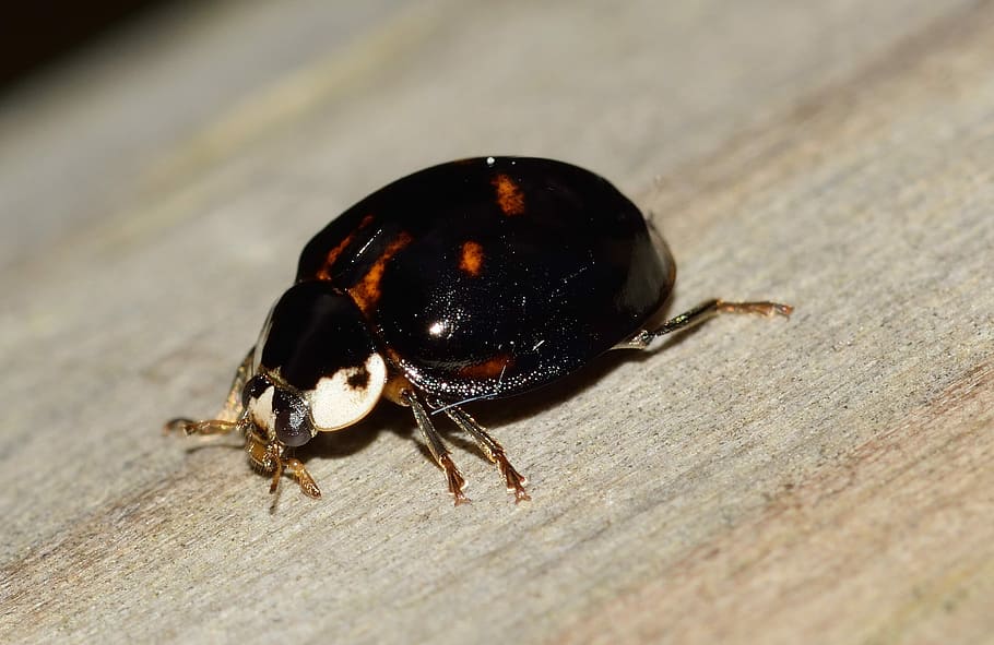 Ladybug, Beetle, Insects, Macro, one animal, animal themes HD wallpaper