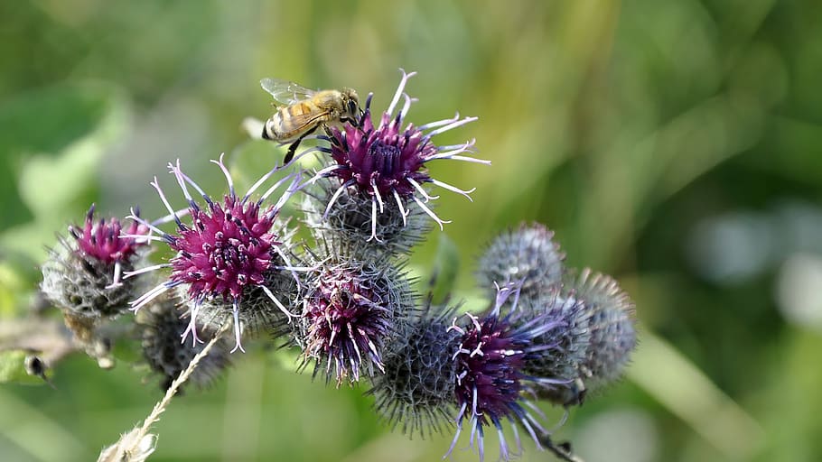 thistle, bee, meadow, summer, plant, weed, nature, foliage