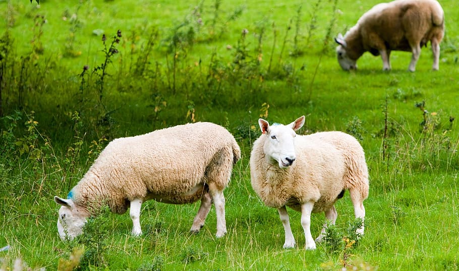 sheep, two, animal, animals, farm, pasture, field, meadow, close-up HD wallpaper